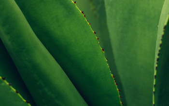 Insights Imagery 0006