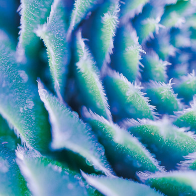 Close up of succulent 