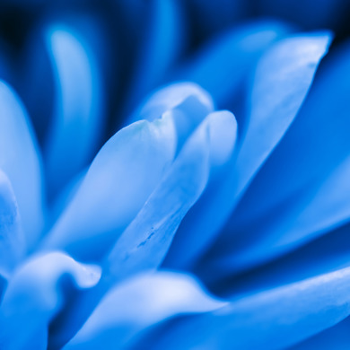 Blue flower with the focus on the petals 